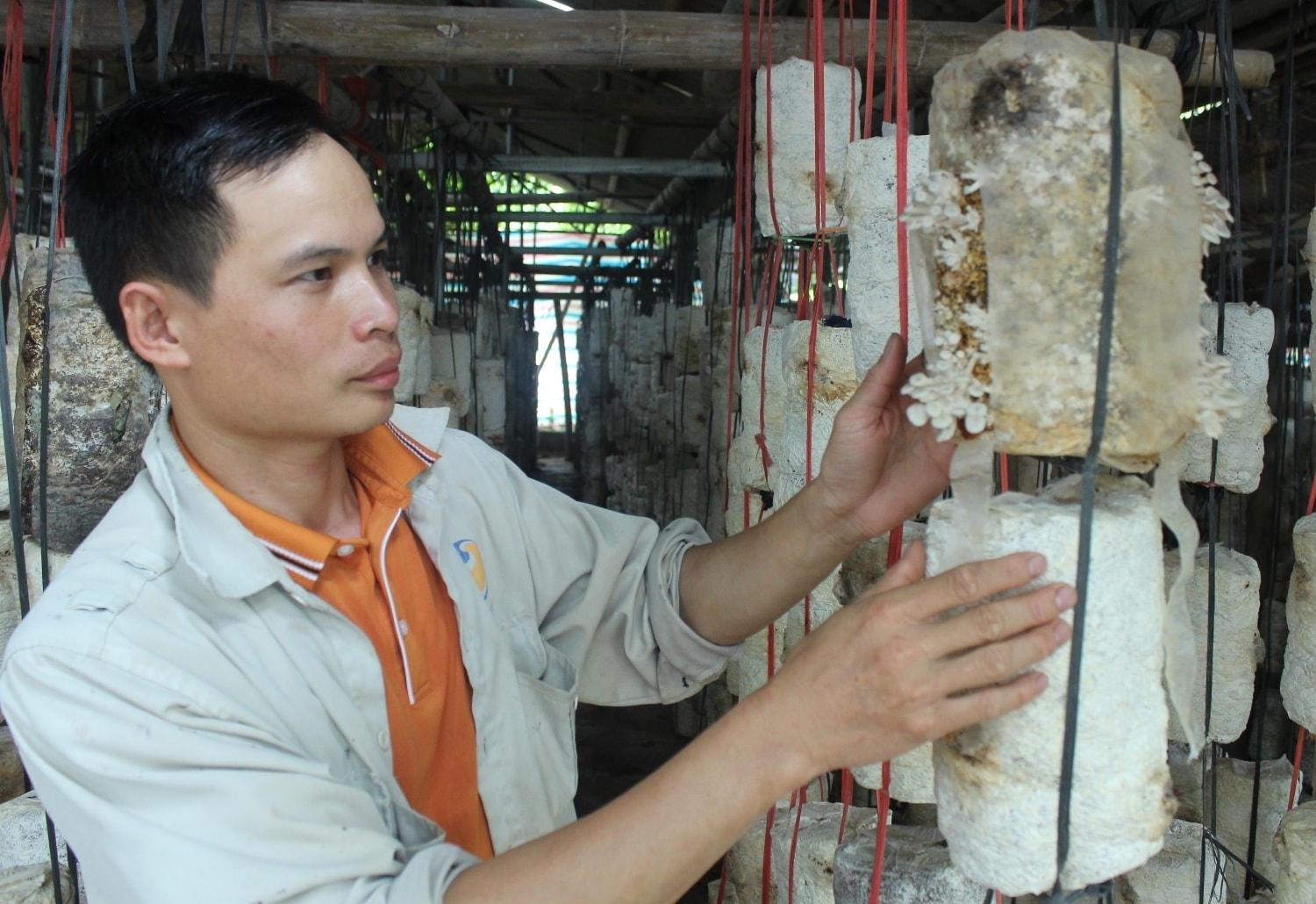 Khu trồng nấm hương vừa được nuôi cấy