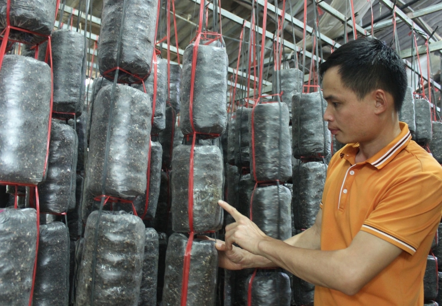 Khu trồng nấm hương của Vì Văn Bình