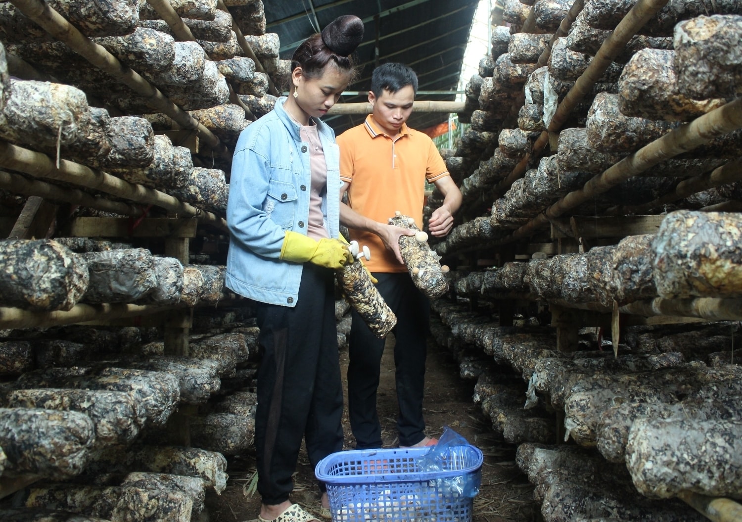 Vì Văn Bình đã tạo việc làm thường xuyên cho 20 lao động địa phương