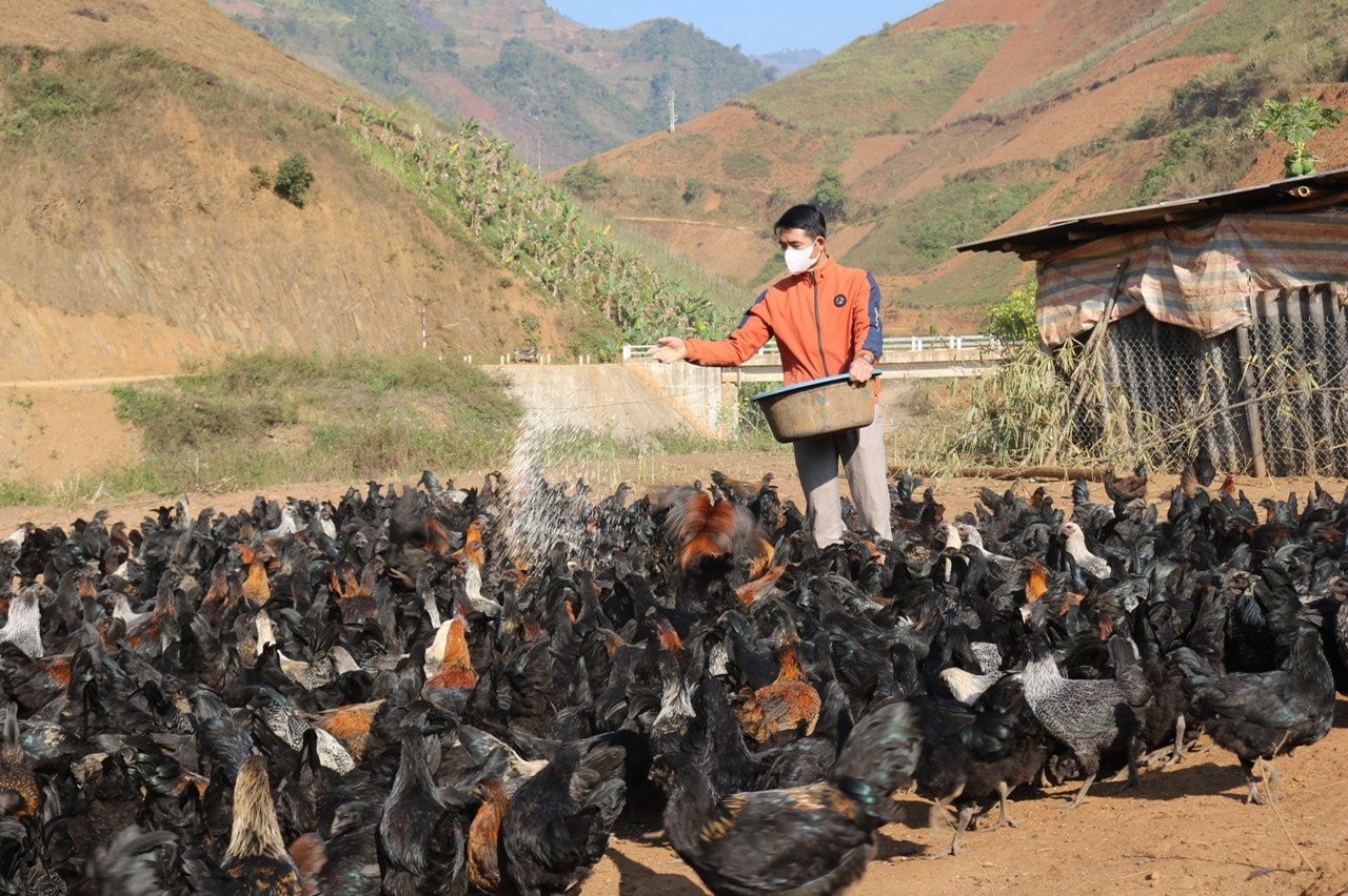 Mô hình nuôi gà đen thuần chủng của anh Lò Văn Phước, bản Nà Hem, xã É Tòng, huyện Thuận Châu, tỉnh Sơn La Mô hình nuôi gà đen thuần chủng của anh Lò Văn Phước, bản Nà Hem, xã É Tòng, huyện Thuận Châu, tỉnh Sơn La