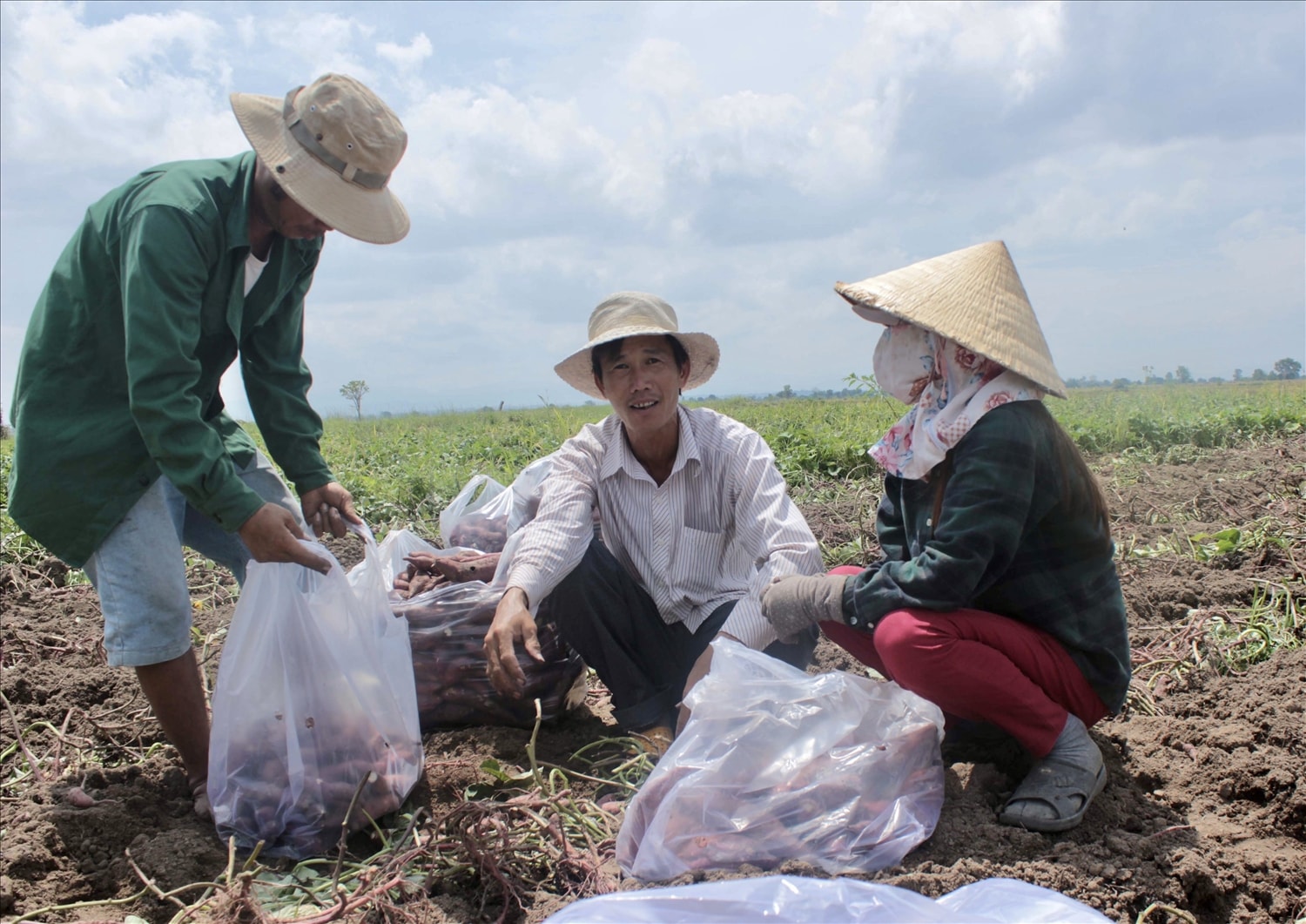 Gia Lai: Hỗ trợ nông dân xã Chư A Thai sản xuất khoai lang theo hướng VietGAP