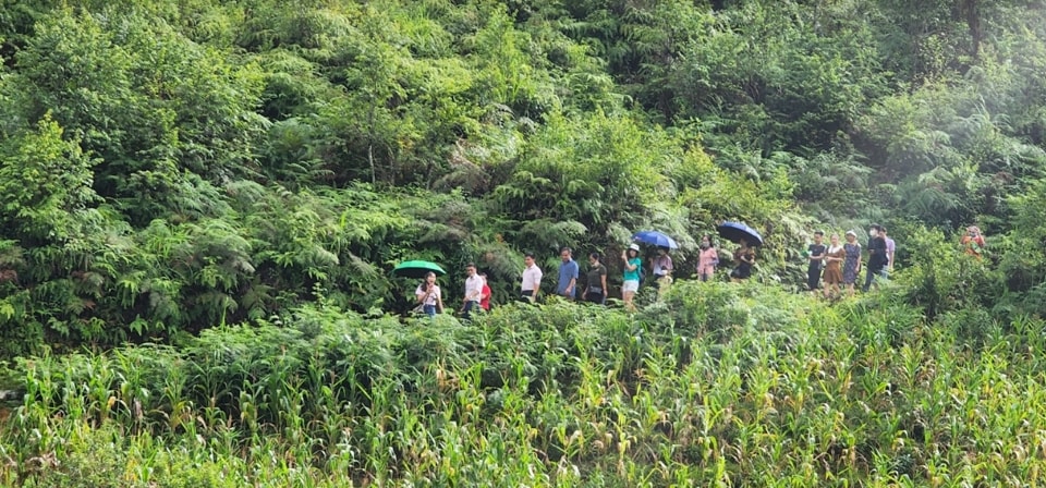 Người nông dân sở hữu “thung lũng dược liệu triệu đô” 4