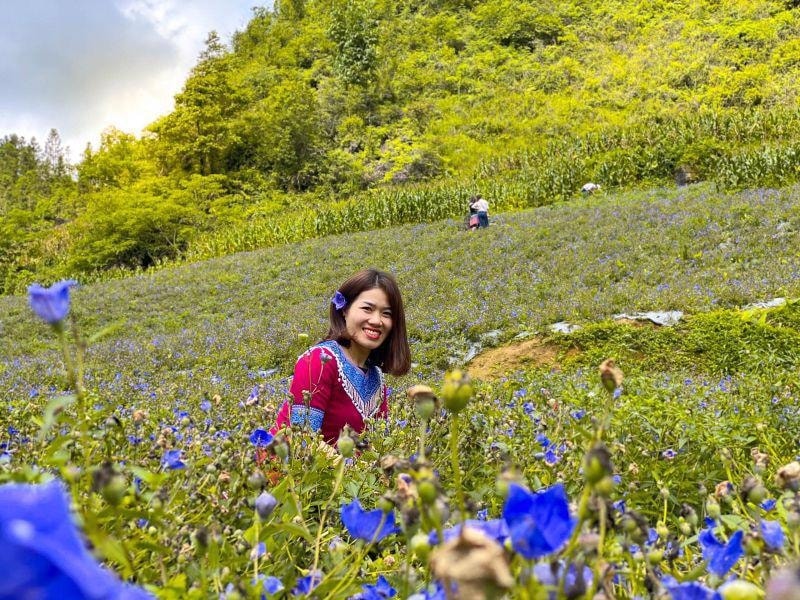 Hiện cát cánh không chỉ được bán cho các công ty dược liệu, mùa hoa nở nơi đây cũng thu hút nhiều khách du lịch đến chụp ảnh