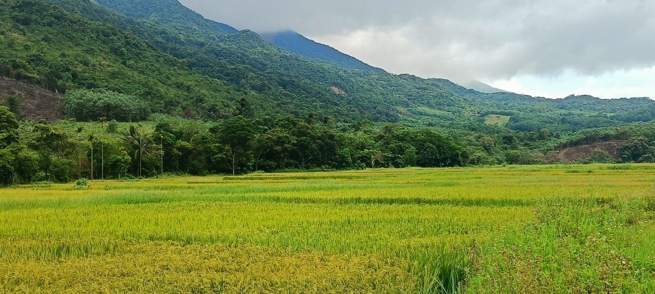 Sản xuất ruộng nước ở xã Hướng Sơn đảm bảo nguồn lương thực tại chỗ cho người dân Sản xuất ruộng nước ở xã Hướng Sơn đảm bảo nguồn lương thực tại chỗ cho người dân