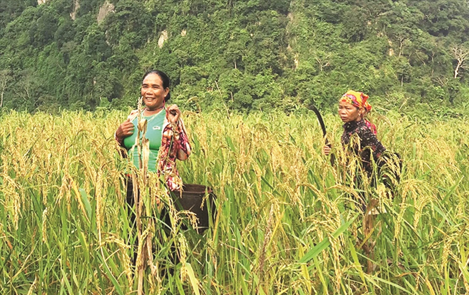 Đồng bào Bru Vân Kiều khai hoang nhiều diện tích để đất trồng lúa nước, nhờ đó cuộc sống ngày càng ấm no Đồng bào Bru Vân Kiều khai hoang nhiều diện tích để đất trồng lúa nước, nhờ đó cuộc sống ngày càng ấm no