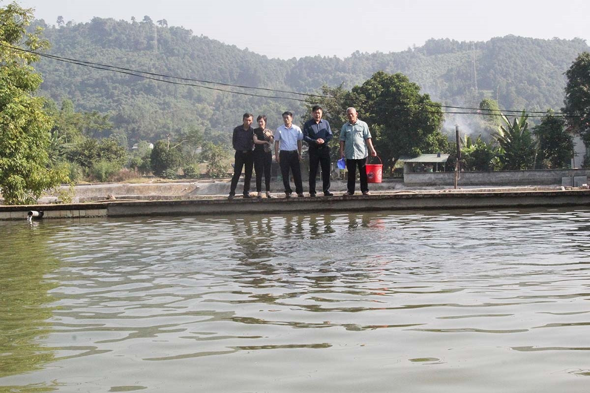 Mô hình liên kết tiêu thụ sản xuất cá thương phẩm tại xã Cốc San, Tp. Lào Cai, tỉnh Lào Cai