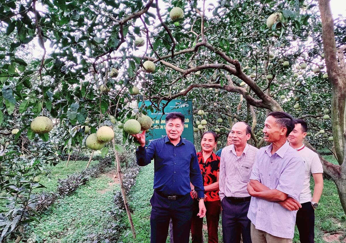 Mô hình trồng bưởi tại Đoan Hùng, Phú Thọ