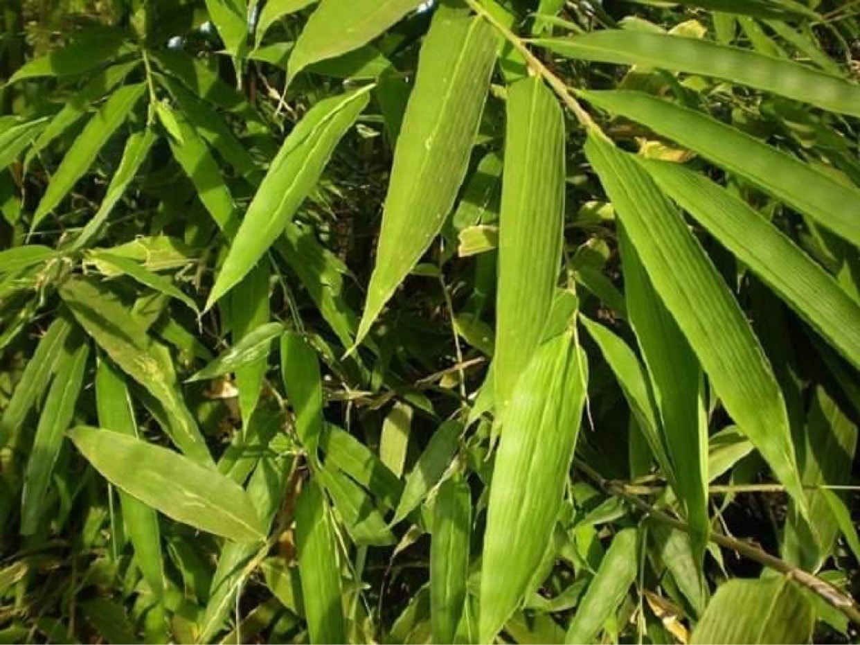 Cây tre là nguyên liệu làm nên những bài thuốc dân gian từ rất lâu đời