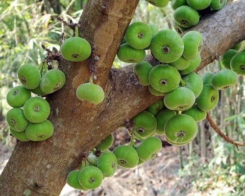 Kỹ thuật trồng và chăm sóc cây vả