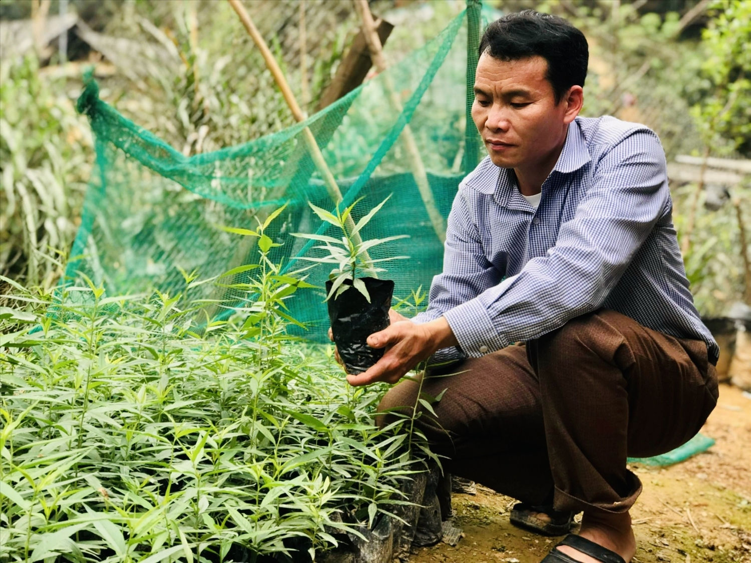 3 năm qua, anh Dũng đã trồng được gần 700 gốc đào rừng 3 năm qua, anh Dũng đã trồng được gần 700 gốc đào rừng