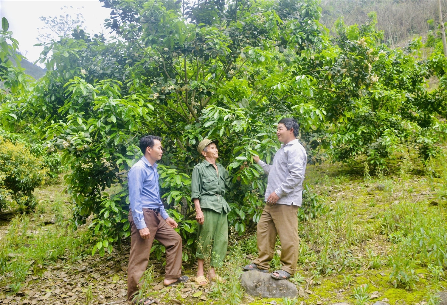 Noi gương anh Vàng Seo Dũng, người dân Làng Un, xã Kiến Thiết trồng cây có múi và thoát nghèo Noi gương anh Vàng Seo Dũng, người dân Làng Un, xã Kiến Thiết trồng cây có múi và thoát nghèo