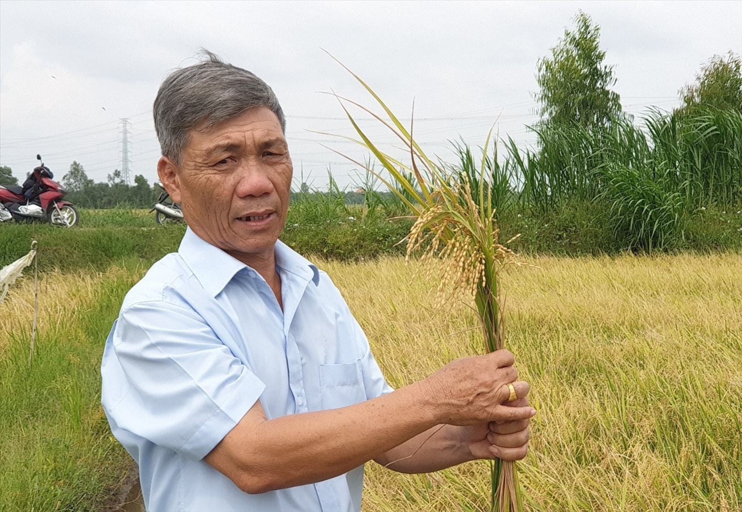 Nông dân xã Mỹ Chánh, huyện Châu Thành kỳ vọng nâng cao thu nhập từ trồng lúa chất lượng cao Nông dân xã Mỹ Chánh, huyện Châu Thành kỳ vọng nâng cao thu nhập từ trồng lúa chất lượng cao
