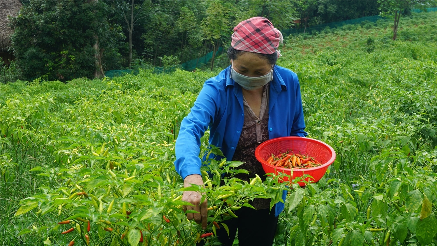 Phong trào xây dựng NTM đã và đang góp phần nâng cao đời sống cho đồng bào các dân tộc trên địa bàn huyện Văn Bàn Phong trào xây dựng NTM đã và đang góp phần nâng cao đời sống cho đồng bào các dân tộc trên địa bàn huyện Văn Bàn