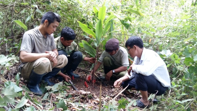 Người dân huyện Tu Mơ Rông (Kon Tum) trồng dược liệu dưới tán rừng được giao khoán quản lý, bảo vệ và chăm sóc