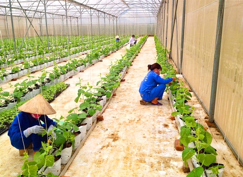Làm rau hữu cơ bảo vệ sức khỏe là cách mà HTX Nông nghiệp Trại Sơn, xã Cao Sơn, huyện Lương Sơn đang triển khai Làm rau hữu cơ bảo vệ sức khỏe là cách mà HTX Nông nghiệp Trại Sơn, xã Cao Sơn, huyện Lương Sơn đang triển khai