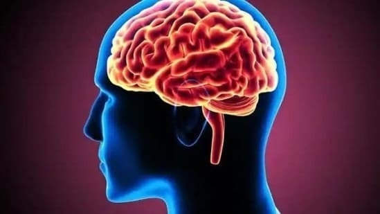 Phát hiện gene cần thiết cho sự phát triển của não bộ Phát hiện gene cần thiết cho sự phát triển của não bộ