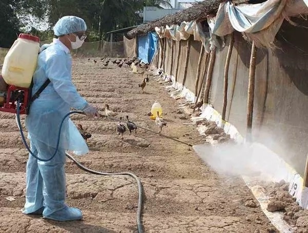 Hiện nay, vẫn có 40 ổ dịch bệnh cúm gia cầm A/H5N1, A/H5N6 và A/H5N8 tại 21 tỉnh, thành phố. Ảnh minh họa
