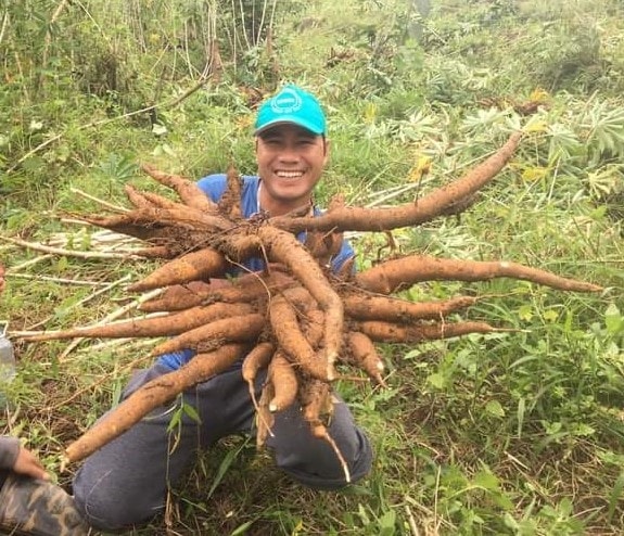 Người dân xã Trà Vân thu hoạch sắn trên nương rẫy.