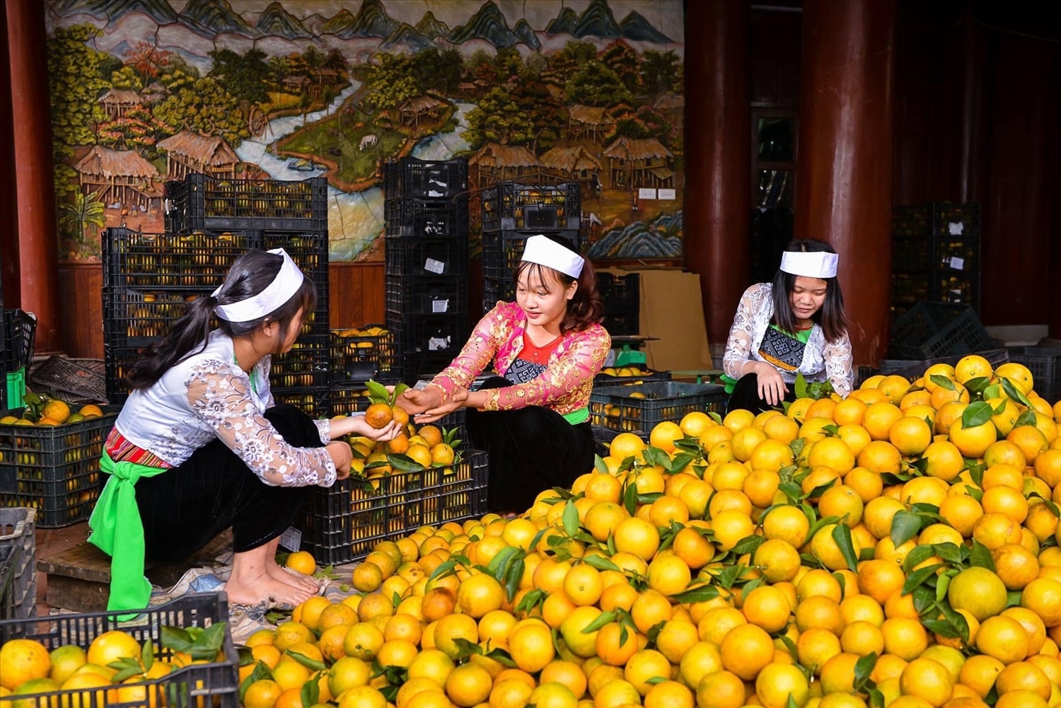 Nhiều mô hình nông nghiệp góp phần thúc đẩy phát triển kinh tế - xã hội vùng DTTS tỉnh Hoà Bình