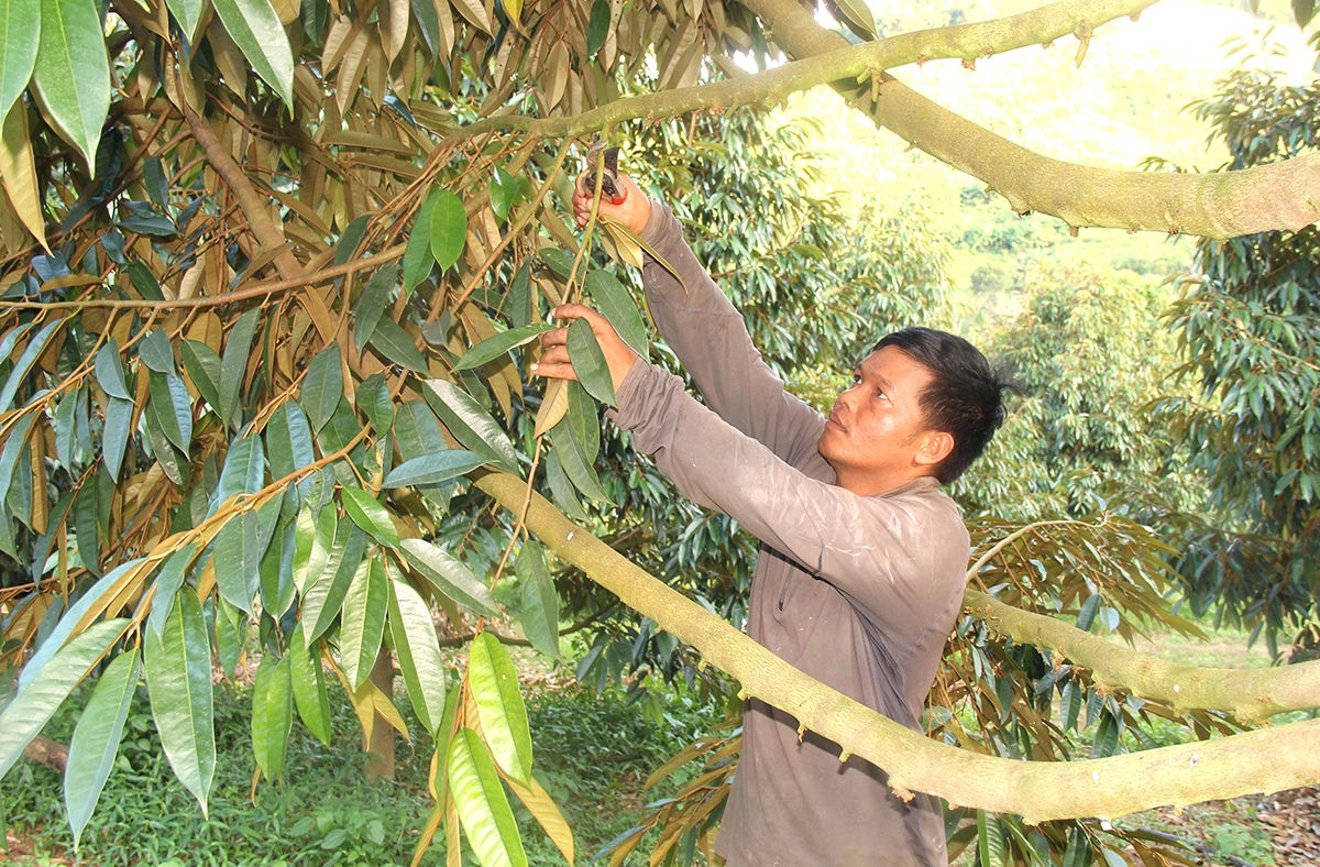 Nhờ trồng sầu riêng mà gia đình ông Cao Mai Hùng (thôn Hòn Dung) đã thoát nghèo bền vững Nhờ trồng sầu riêng mà gia đình ông Cao Mai Hùng (thôn Hòn Dung) đã thoát nghèo bền vững