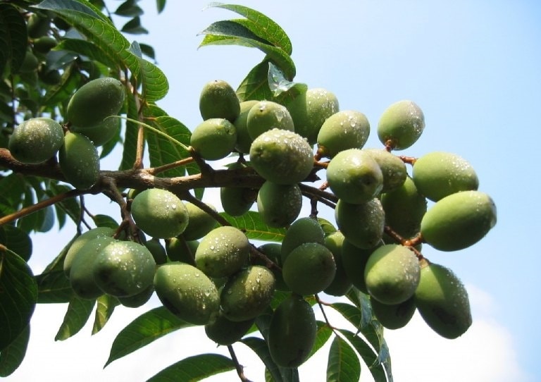 Bài thuốc chữa bệnh 