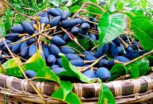 Bài thuốc chữa bệnh 