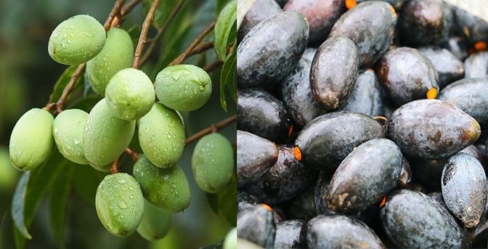 Bài thuốc chữa bệnh 