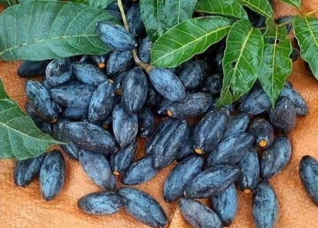 Bài thuốc chữa bệnh 