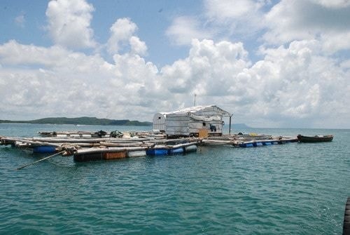 Nuôi cá mú lồng trên biển Phú Quốc