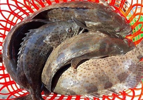 Quy trình kỹ thuật nuôi cá mú lồng bè 2