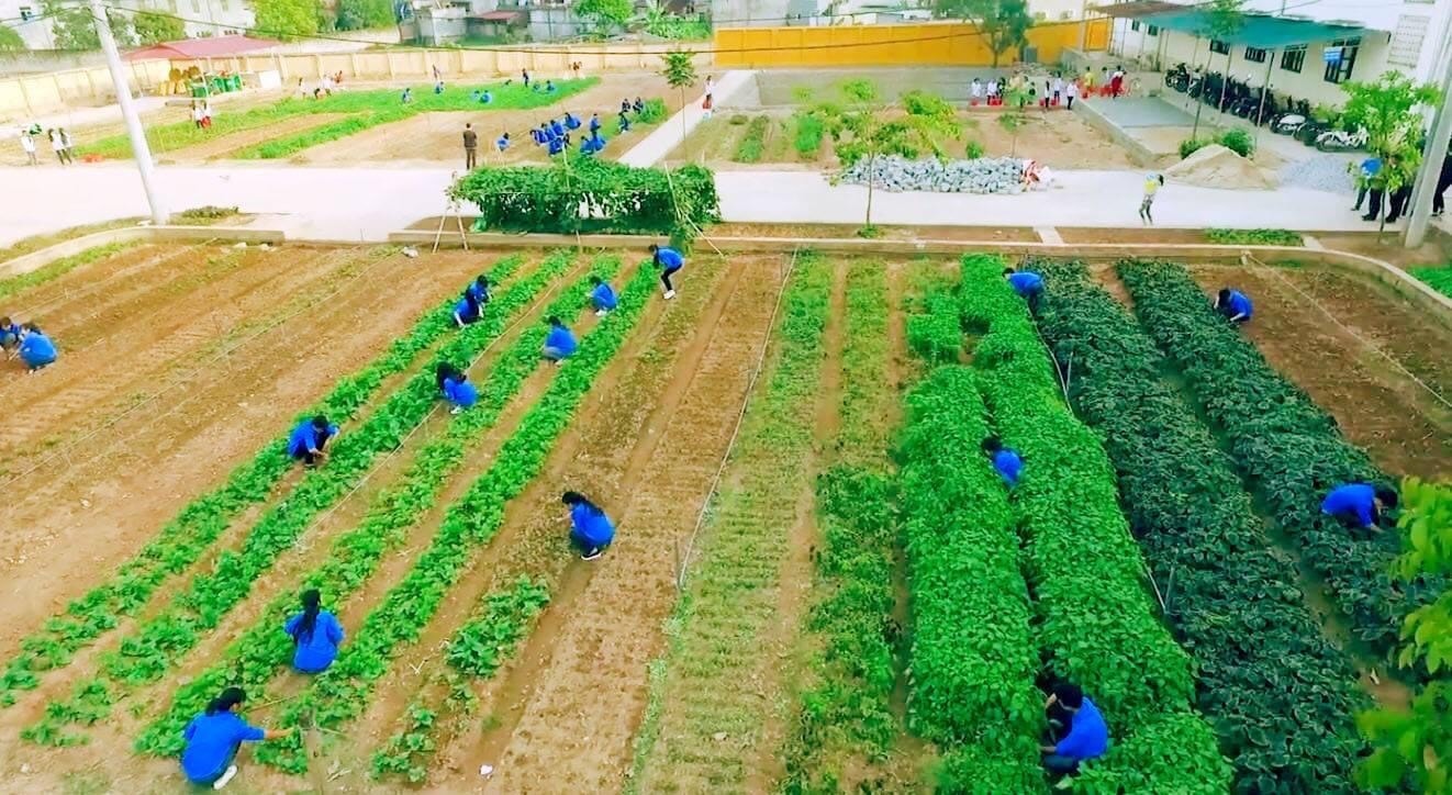 Hoạt động trồng rau an toàn của học sinh