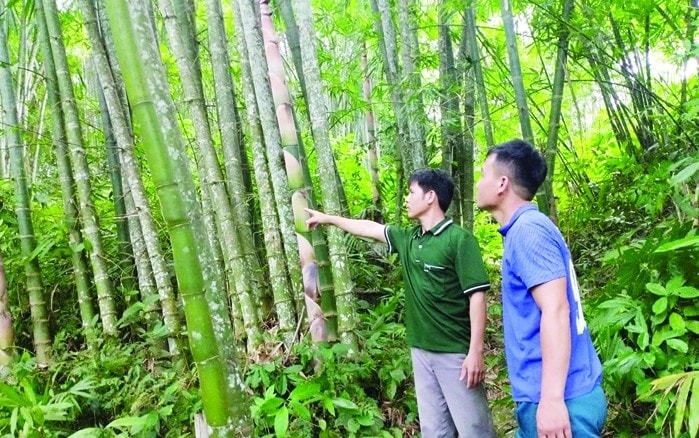 Anh Hà Văn Thái (bên trái), Bí thư kiêm Trưởng bản Tình, xã Mường Mìn đi thăm rừng luồng của bà con trong bản Anh Hà Văn Thái (bên trái), Bí thư kiêm Trưởng bản Tình, xã Mường Mìn đi thăm rừng luồng của bà con trong bản