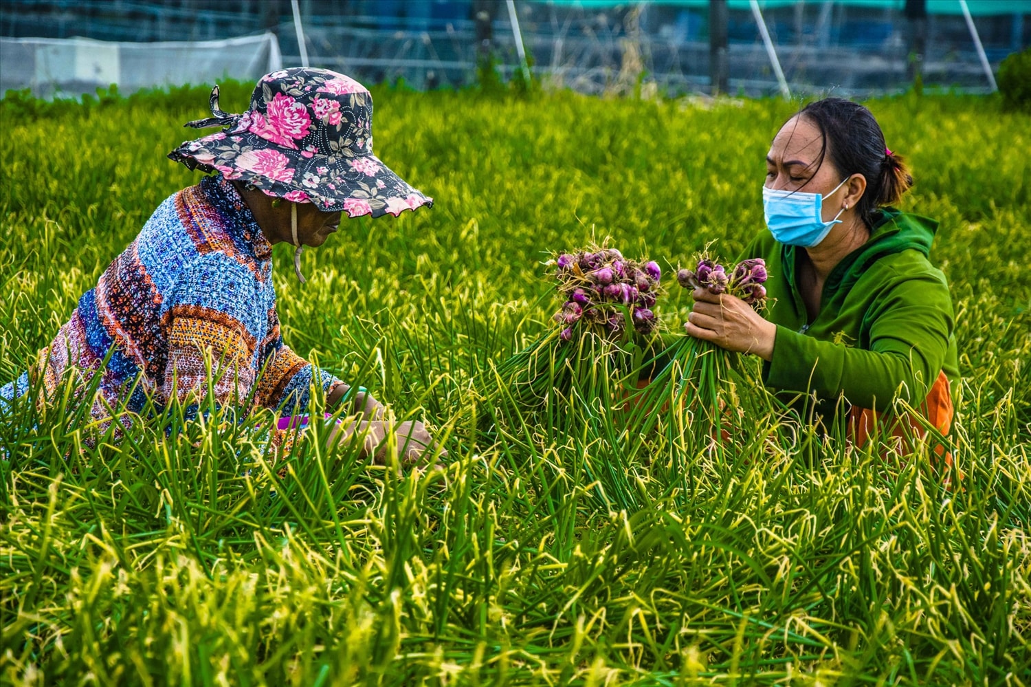 Phụ nữ Vĩnh Châu cùng nhau trồng đặc sản hành tím cho thu nhập cao 