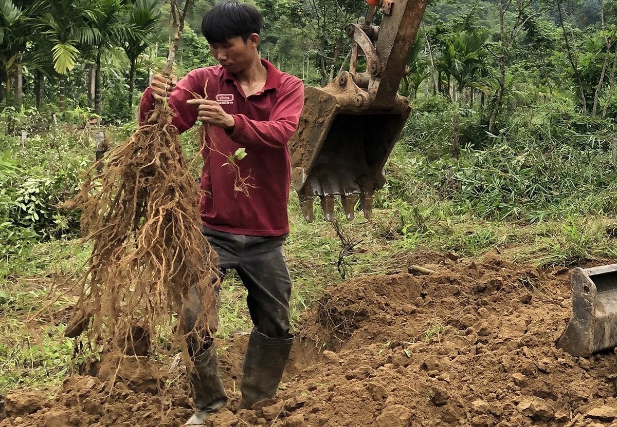 Trồng cây dược liệu dưới tán rừng đem lại thu nhập cao Trồng cây dược liệu dưới tán rừng đem lại thu nhập cao