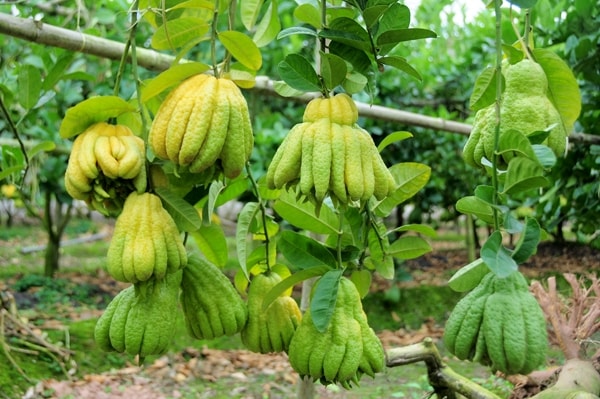 (Tổng hợp) Hướng dẫn quy trình kỹ thuật trồng và chăm sóc cây Phật thủ 1