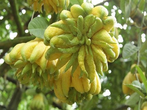 (Tổng hợp) Hướng dẫn quy trình kỹ thuật trồng và chăm sóc cây Phật thủ 4