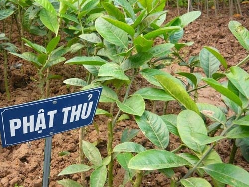 Hướng dẫn quy trình kỹ thuật trồng và chăm sóc cây Phật thủ