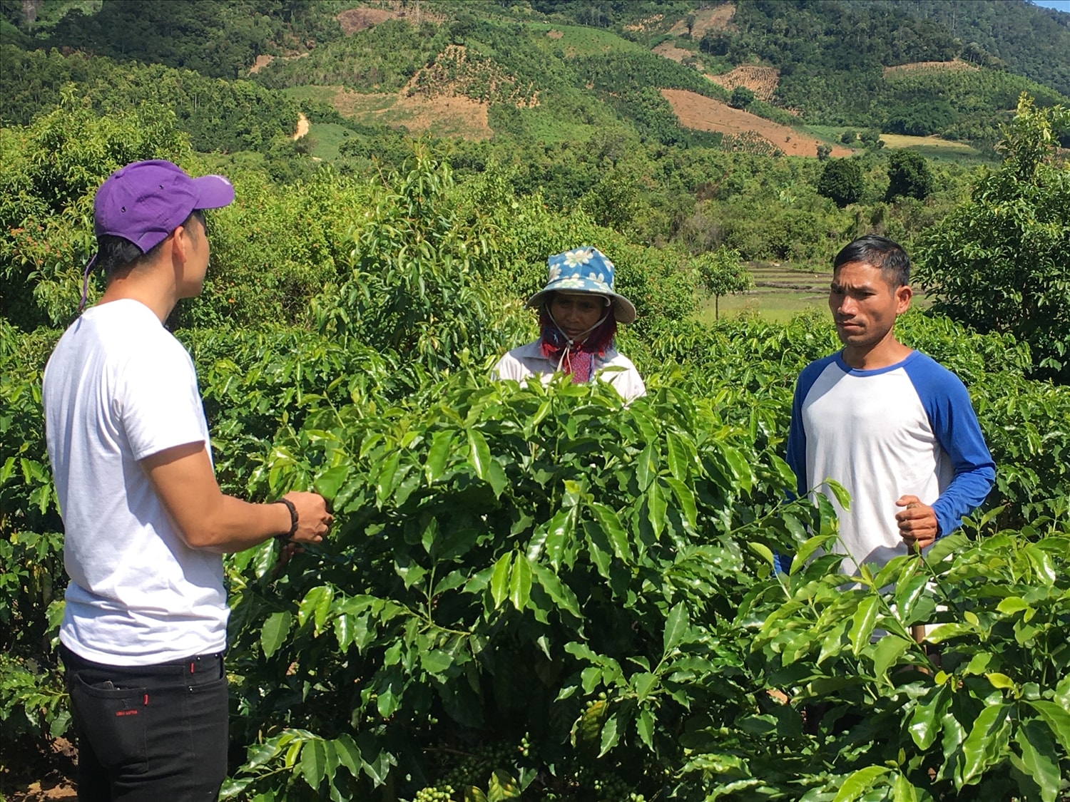 Cán bộ khuyến nông hướng dẫn người dân cách chăm sóc cây cà phê xứ lạnh. Cán bộ khuyến nông hướng dẫn người dân cách chăm sóc cây cà phê xứ lạnh.