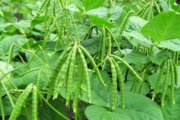 (Tổng hợp) Bài thuốc chữa bệnh tuyệt vời từ đậu xanh 4