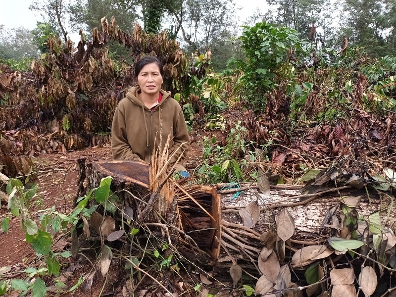Bà Dương Thị Thủy, vợ ông Nguyễn Thanh Giang bên cạnh cây muồng đen gần 20 năm tuổi bị chặt hạ khi gà chưa gáy ngày 7/11/2022.