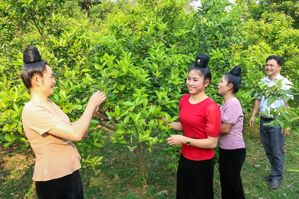 Với nguồn lưc đầu tư, hỗ trợ từ các chương trình, dự án, đời sống của Nhân dân khu vực biên giới tỉnh Sơn La ngày càng được nâng lên. (Trong ảnh: Mô hình trồng cam ở xã biên giới Nậm Lạnh, huyện Sốp Cộp đem lại giá trị kinh tế cao - Ảnh: TL)
