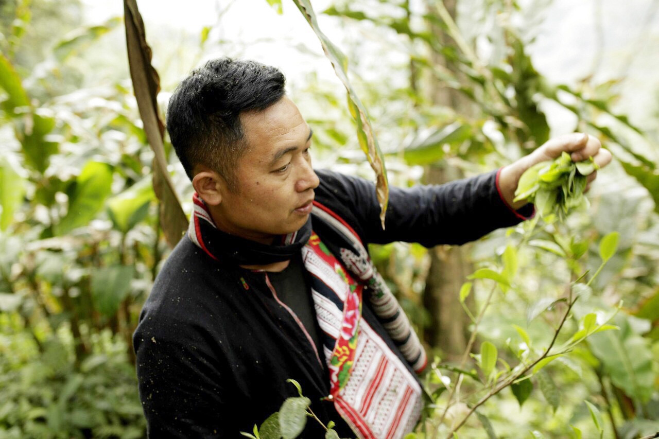 Sản phẩm chè Việt Shan được lựa chọn từ những búp chè tươi ngon nhất