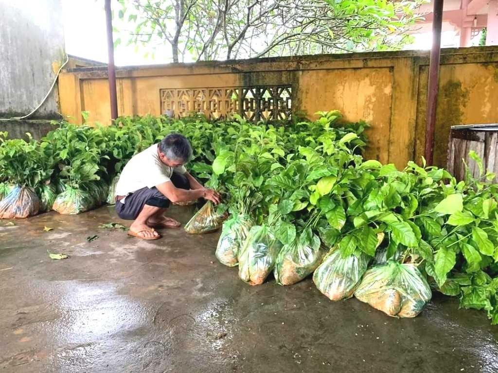 Người dân xã Quảng Thịnh phát triển kinh tế gia đình từ trồng cam sành
