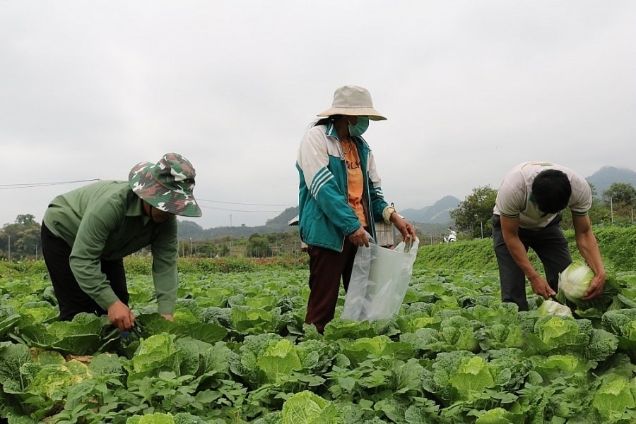 Phát triển trồng rau theo hướng hàng hóa với sự dẫn dắt của HTX đang giúp người dân Mộc Châu nâng cao thu nhập và giảm nghèo bền vững. Phát triển trồng rau theo hướng hàng hóa với sự dẫn dắt của HTX đang giúp người dân Mộc Châu nâng cao thu nhập và giảm nghèo bền vững.