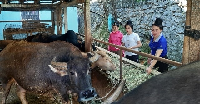 Mô hình chăn nuôi trâu, bò của gia đình chị Lò Thị Điện (áo xanh) ở bản Tin Tốc, xã Ẳng Nưa, huyện Mường Ảng Mô hình chăn nuôi trâu, bò của gia đình chị Lò Thị Điện (áo xanh) ở bản Tin Tốc, xã Ẳng Nưa, huyện Mường Ảng