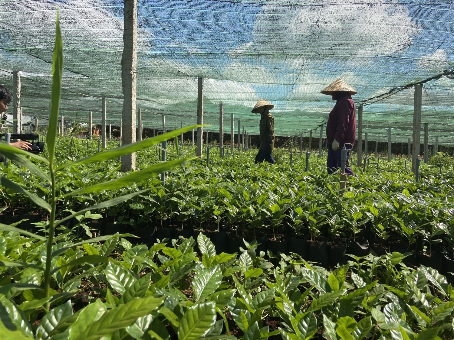 Mô hình ươm giống cây tại HTX Sản xuất nông nghiệp Tân Hợp, huyện Hướng Hoá. Mô hình ươm giống cây tại HTX Sản xuất nông nghiệp Tân Hợp, huyện Hướng Hoá.