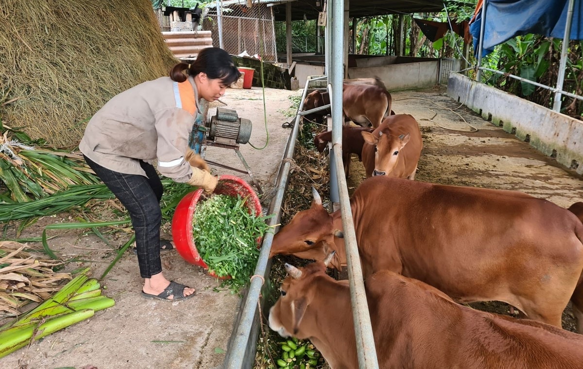 Mô hình nuôi bò của gia đình bà Nguyễn Thị Lanh (trú tại thôn Quang Lập, xã Trì Quang, huyện Bảo Thắng (Lào Cai) Mô hình nuôi bò của gia đình bà Nguyễn Thị Lanh (trú tại thôn Quang Lập, xã Trì Quang, huyện Bảo Thắng (Lào Cai)