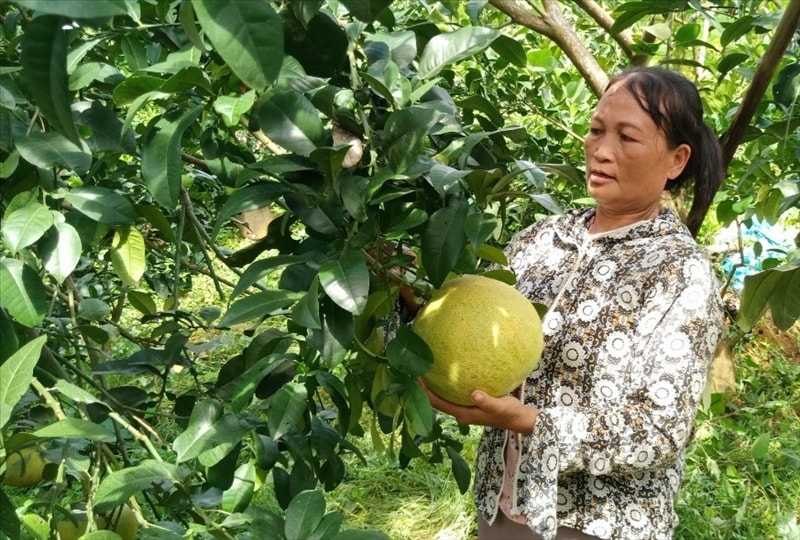 Mô hình trồng bưởi hiệu quả, mang lại thu nhập hàng trăm triệu đồng mỗi năm cho gia đình chị Lan. Mô hình trồng bưởi hiệu quả, mang lại thu nhập hàng trăm triệu đồng mỗi năm cho gia đình chị Lan.