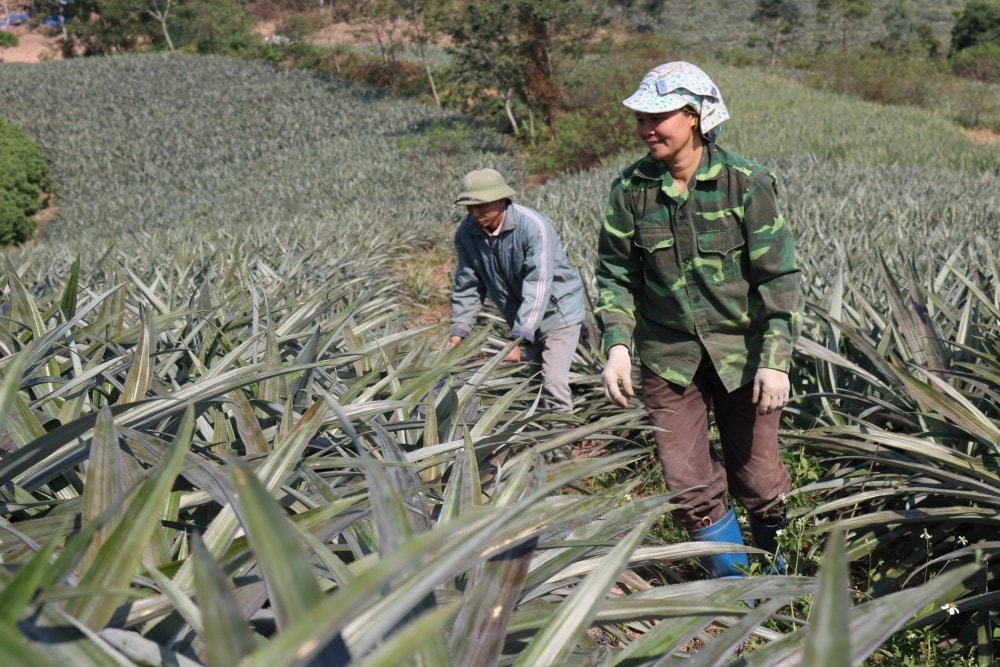 Mô hình sản xuất dứa theo quy trình VietGAP ở thôn Đồng Cống, xã Bảo Sơn của HTX Sản xuất Dứa Lục Nam