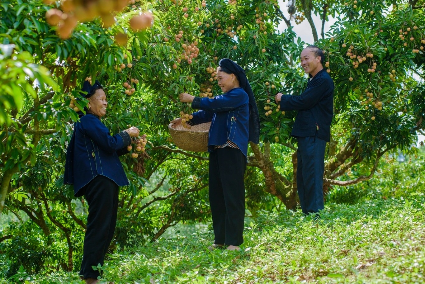 Phát triển du lịch trong mùa vải thiều